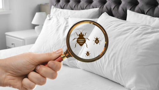 ¿Cómo deshacerse de las pulgas de cama?